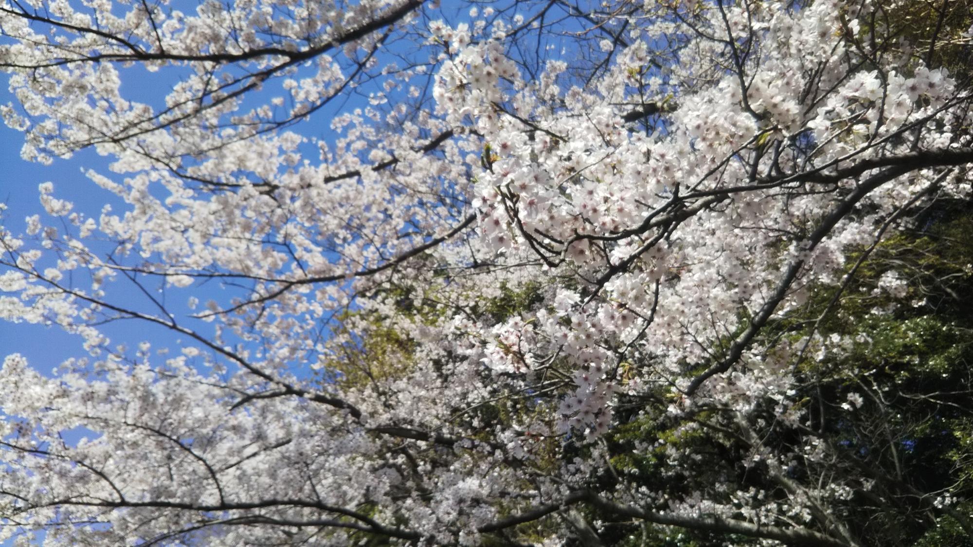 火の山公園遊歩道 桜