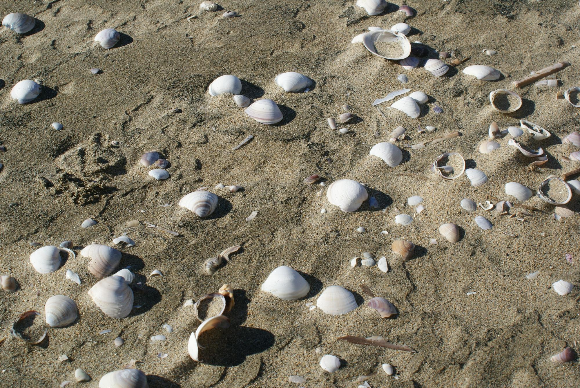「阿漕浦海岸」の貝殻