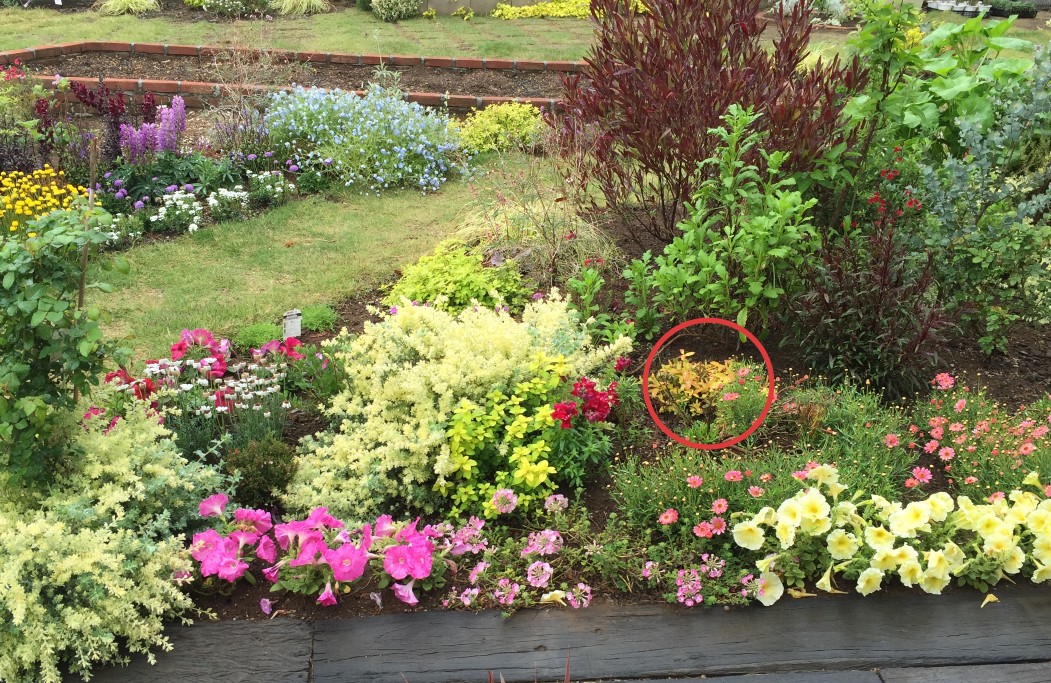 花壇の一部に植えたヒペリカム・ゴールドフォーム