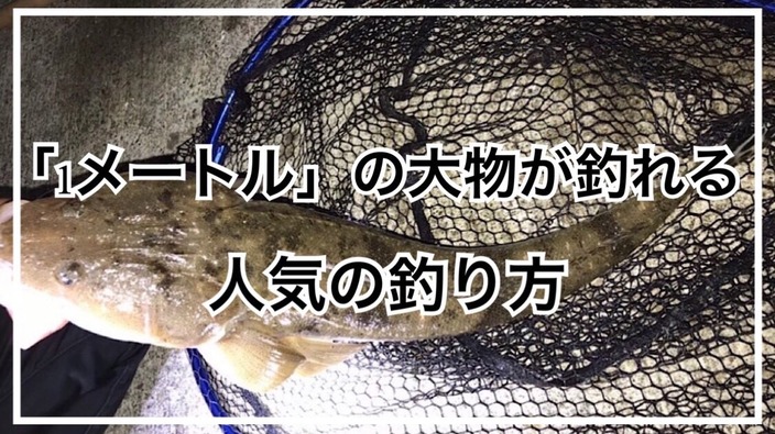 初心者でも １メートルの大物 が釣れる人気の釣り方をご紹介 タビカツリチャンネル Yahoo Japan クリエイターズプログラム