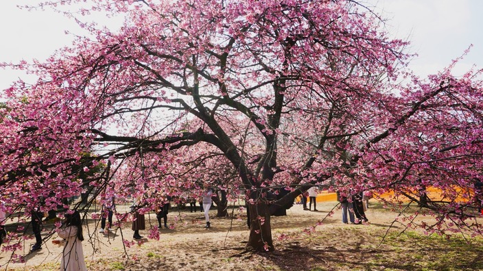代々木公園の河津桜が見ごろに 東京都渋谷区 Luna Subito Yahoo Japan クリエイターズプログラム